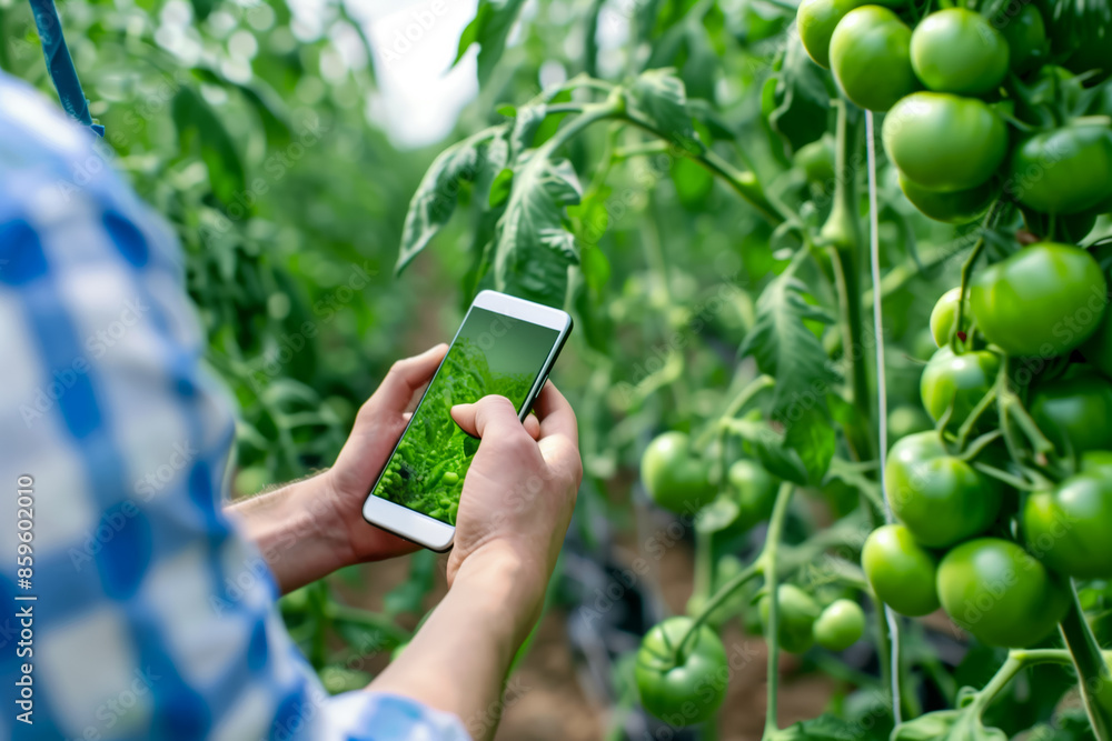 Young farmer controlling smart irrigation system with a smartphone on a vibrant green tomato farm Young farmer controlling smart irrigation system with a smartphone on a vibrant green tomato farm