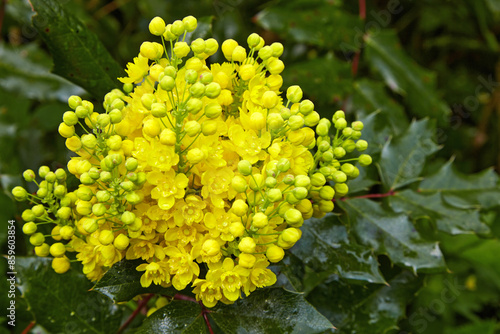 Blooming Mahonia holly with yellow buds in a public park photo