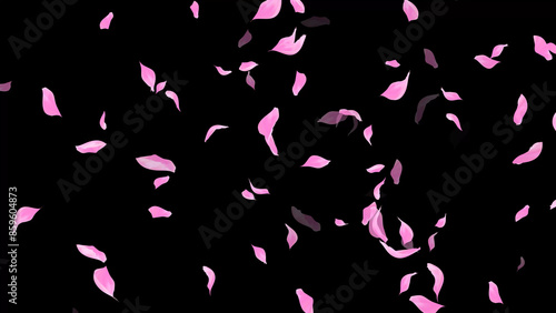 Falling Rose Petals on dark black background, wedding, romance, love, Valentines