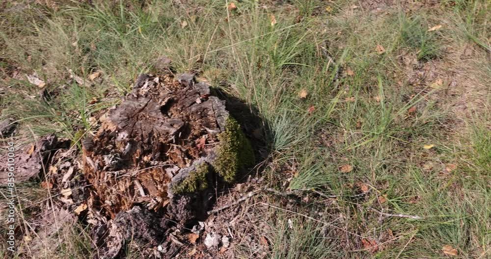 an old rotting tree stump in the forest, a rotting stump after cutting down a tree an old rotting tree stump in the forest, a rotting stump after cutting down a tree