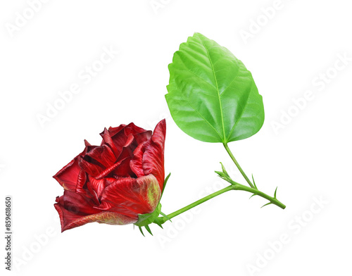 Hibiscus flower (China rose or Hawaiian hibiscus) with green leaf isolated on white background. Floral design element.