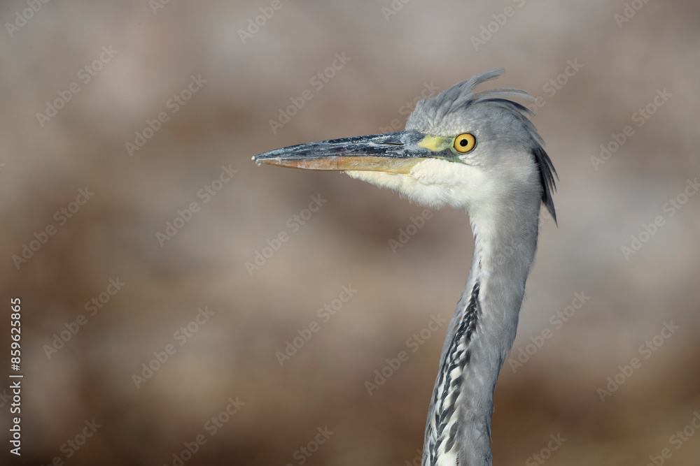 Portrait of young grey heron (Ardea cinerea) . Portrait of young grey heron (Ardea cinerea) .