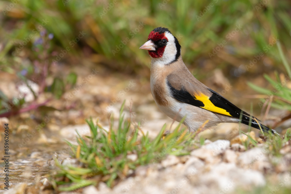 Obraz premium The Goldfinch (Carduelis carduelis), one of the most beautiful birds in Europe.