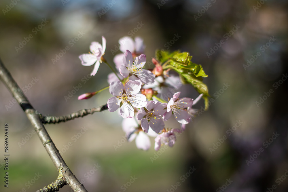 Closeup of cherry blossom petals on a twig in full bloom Closeup of cherry blossom petals on a twig in full bloom
