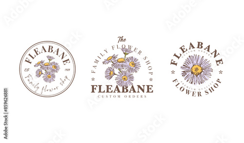 Logo templates, flower shop design element, hand drawn fleabane plant illustration