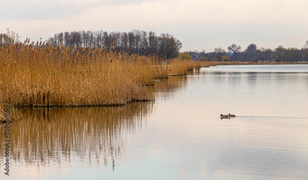 Landscape in the countryside by the lake. A quiet place to relax by the water. Landscape in the countryside by the lake. A quiet place to relax by the water.