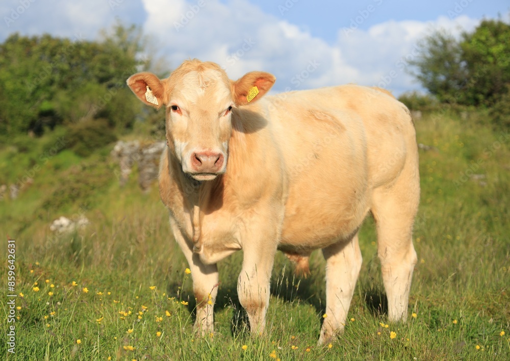 Cattle: Charolais breed bullock standing in field on farmland in rural Ireland in summertime Cattle: Charolais breed bullock standing in field on farmland in rural Ireland in summertime