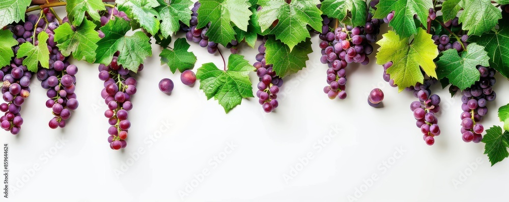 A bunch of grapes and leaves are arranged in a row. The grapes are of different colors, including blue, purple, and red. The leaves are green and add a natural touch to the arrangement. A bunch of grapes and leaves are arranged in a row. The grapes are of different colors, including blue, purple, and red. The leaves are green and add a natural touch to the arrangement.