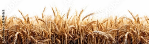 wheat field isolated on white background