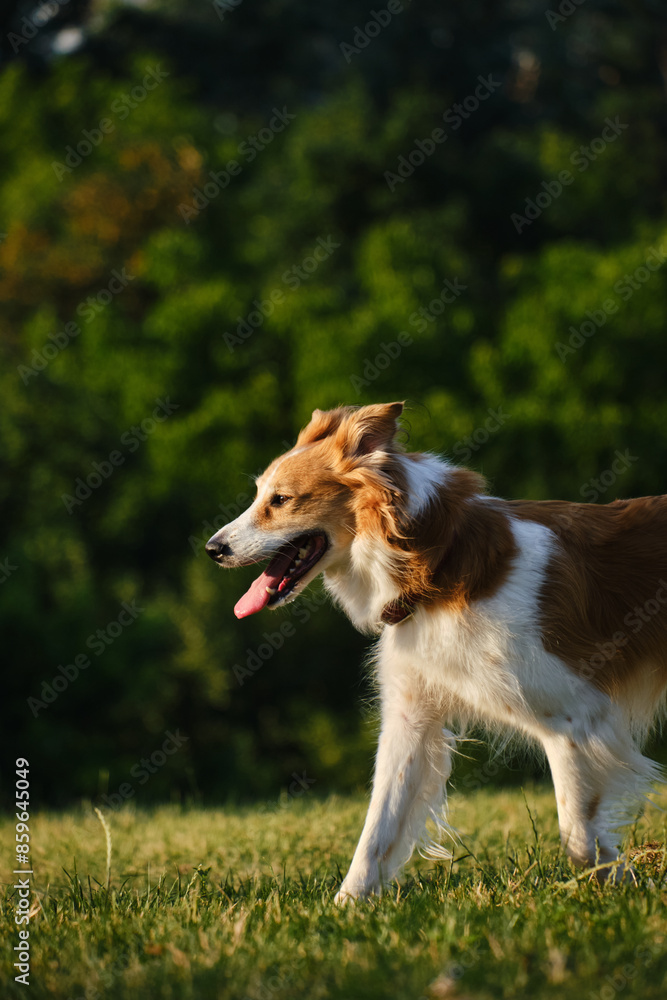 A fluffy red and white border collie walks in a summer park at sunset. One happy friendly pet dog is walking without a leash in a green clearing. Side view portrait in motion. A fluffy red and white border collie walks in a summer park at sunset. One happy friendly pet dog is walking without a leash in a green clearing. Side view portrait in motion.