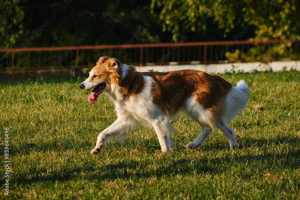 A fluffy red and white border collie walks in a summer park at sunset. One happy friendly pet dog is walking without a leash in a green clearing. Side view full-length portrait in motion. A fluffy red and white border collie walks in a summer park at sunset. One happy friendly pet dog is walking without a leash in a green clearing. Side view full-length portrait in motion.