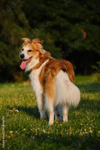 A fluffy red and white border collie walks in a summer park at sunset. One happy friendly pet dog is walking without a leash in a green clearing. Rear view Full-length portrait.
