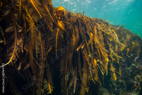 Kelp bed underwater in the St. Lawrence River in Canada photo