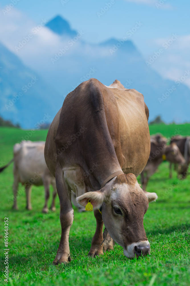 Cows pasture in Alps. Cows on alpine meadow in Switzerland. Cow pasture grass. Cow pasture green alpine meadow. Cow grazing on green field. Cows in a mountain field. Cow on mountain pasture in Alps. Cows pasture in Alps. Cows on alpine meadow in Switzerland. Cow pasture grass. Cow pasture green alpine meadow. Cow grazing on green field. Cows in a mountain field. Cow on mountain pasture in Alps.