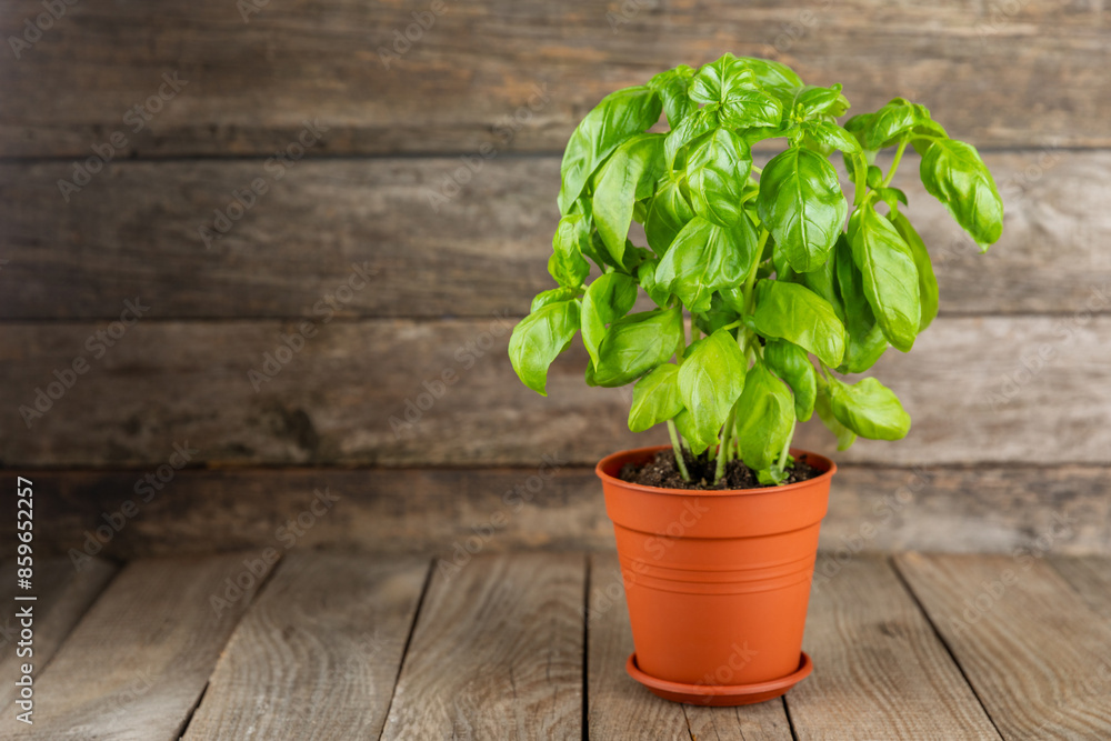 Fresh basil plant in a pot on a textured background. Fresh organic basil leaves. Spices. Vegan. Home gardening on kitchen. Home planting and food growing. basil plant Copy space. Fresh basil plant in a pot on a textured background. Fresh organic basil leaves. Spices. Vegan. Home gardening on kitchen. Home planting and food growing. basil plant Copy space.