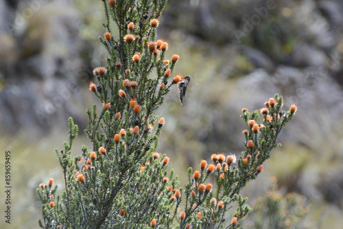 Ecuadorian hillstar, Oreotrochilus chimborazo, taking nectar from orange flowers of Chuquiraga jussieui (Chuquiragua). Ecuadorian hillstar is a hummingbird of high elevation Andes Mountains in Ecuador photo