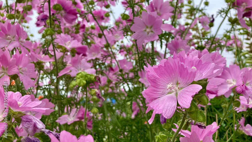 Cheerful pink musk mallow blossoms Cheerful pink musk mallow blossoms