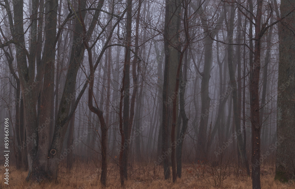 Moody autumn forest with fog enveloping bare trees and fallen leaves, creating a mysterious atmosphere. Moody autumn forest with fog enveloping bare trees and fallen leaves, creating a mysterious atmosphere.