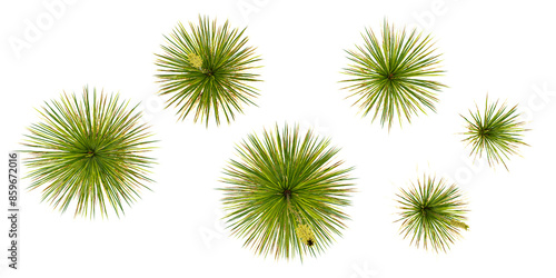 Texas sotol trees with transparent background, 3D rendering, for illustration, digital composition from top view side