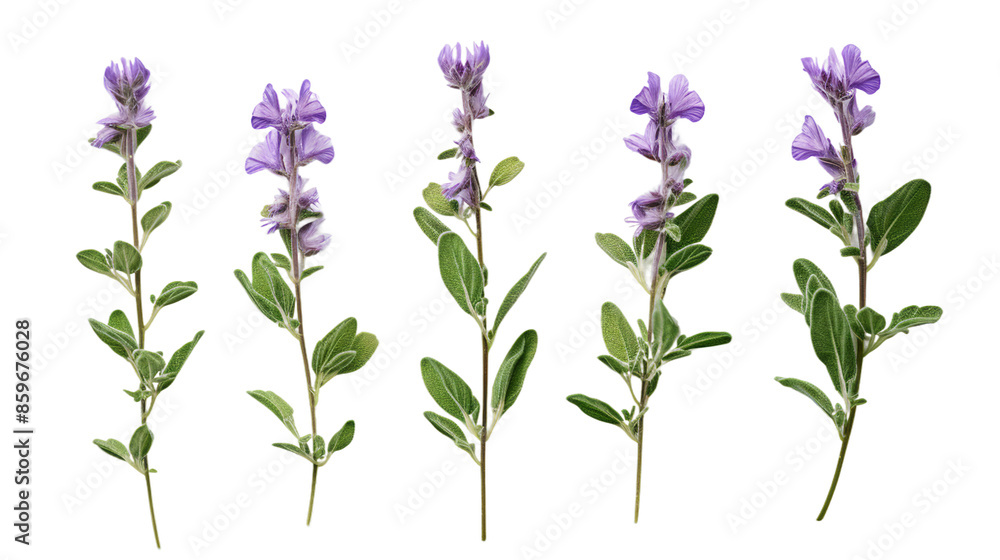Obraz premium Herbal Scutellaria Plant on White Background for Natural Wellness Remedies and Alternative Medicine Concepts