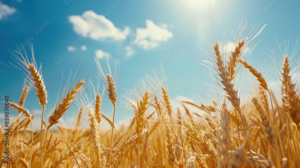Fototapeta premium Fields of wheat under blue skies