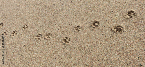 dog footprints in the beach 