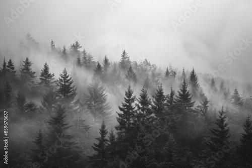 Misty Forest Hillside