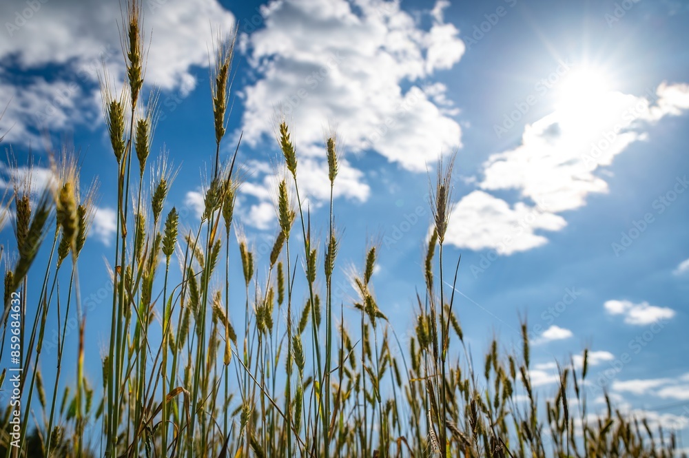 Obraz premium Field of ripe wheat sun and blue sky. Lithuania summer