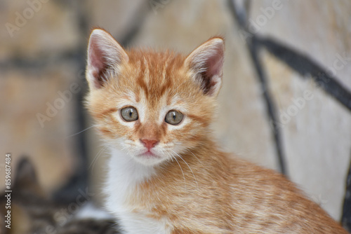 Portrait of a young beautiful street cat, closeup	