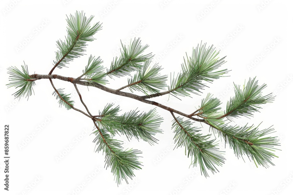 Isolated Evergreen Branch With Green Needles on a White Background Isolated Evergreen Branch With Green Needles on a White Background