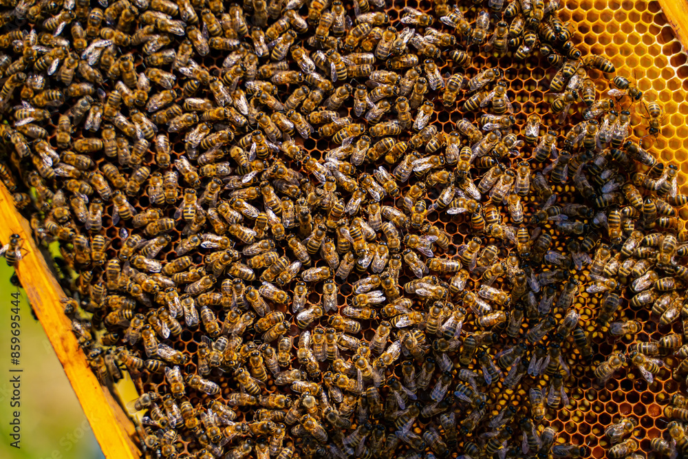 Honeybee Swarm on Honeycomb. A close-up shot of a honeycomb with a swarm of honeybees covering it, highlighting the busy activity of the hive.