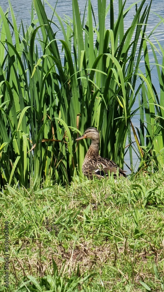 Fototapeta premium duck in the grass