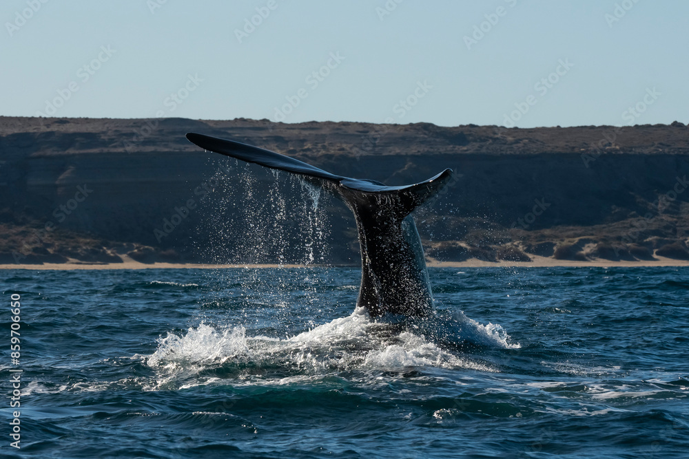 Fototapeta premium Sohutern right whale tail,Peninsula Valdes, Chubut, Patagonia,Argentina