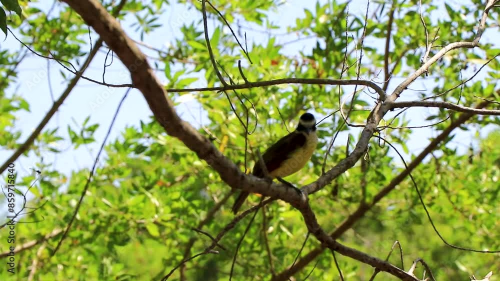 Great Kiskadee yellow bird sits on tree branch in Mexico. Great Kiskadee yellow bird sits on tree branch in Mexico.