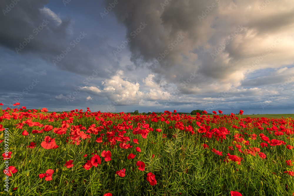 Polish landscape with poppies shows a vibrant field of red poppies swaying in the breeze, set against a backdrop of green meadows and distant hills, under a clear blue or softly clouded sky.
