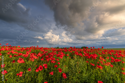 Obraz na płótnie Polish landscape with poppies shows a vibrant field of red poppies swaying in the breeze, set against a backdrop of green meadows and distant hills, under a clear blue or softly clouded sky. w salonie