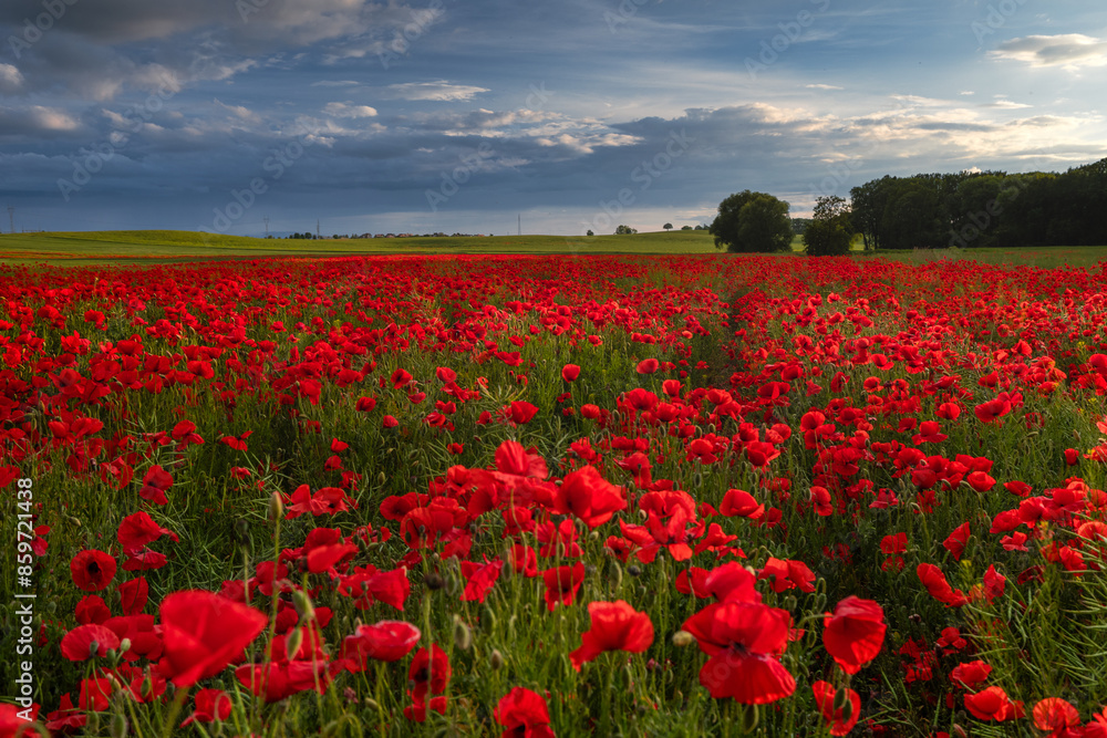 Fototapeta premium Polish landscape with poppies shows a vibrant field of red poppies swaying in the breeze, set against a backdrop of green meadows and distant hills, under a clear blue or softly clouded sky.