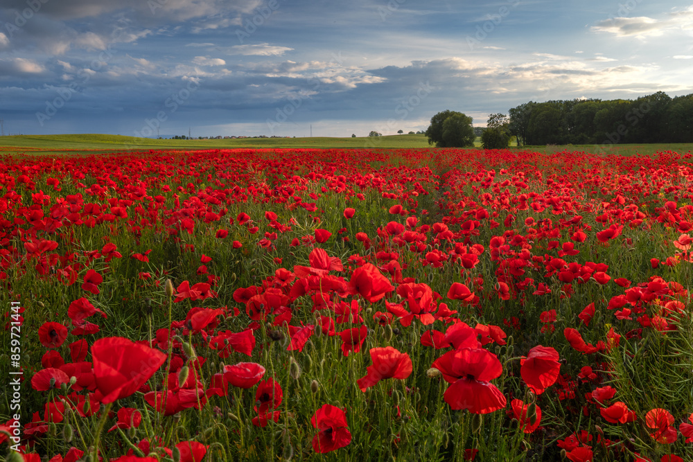 Polish landscape with poppies shows a vibrant field of red poppies swaying in the breeze, set against a backdrop of green meadows and distant hills, under a clear blue or softly clouded sky. Polish landscape with poppies shows a vibrant field of red poppies swaying in the breeze, set against a backdrop of green meadows and distant hills, under a clear blue or softly clouded sky.