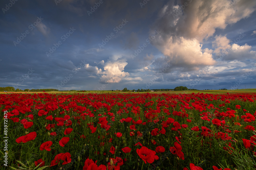 Polish landscape with poppies shows a vibrant field of red poppies swaying in the breeze, set against a backdrop of green meadows and distant hills, under a clear blue or softly clouded sky. Polish landscape with poppies shows a vibrant field of red poppies swaying in the breeze, set against a backdrop of green meadows and distant hills, under a clear blue or softly clouded sky.
