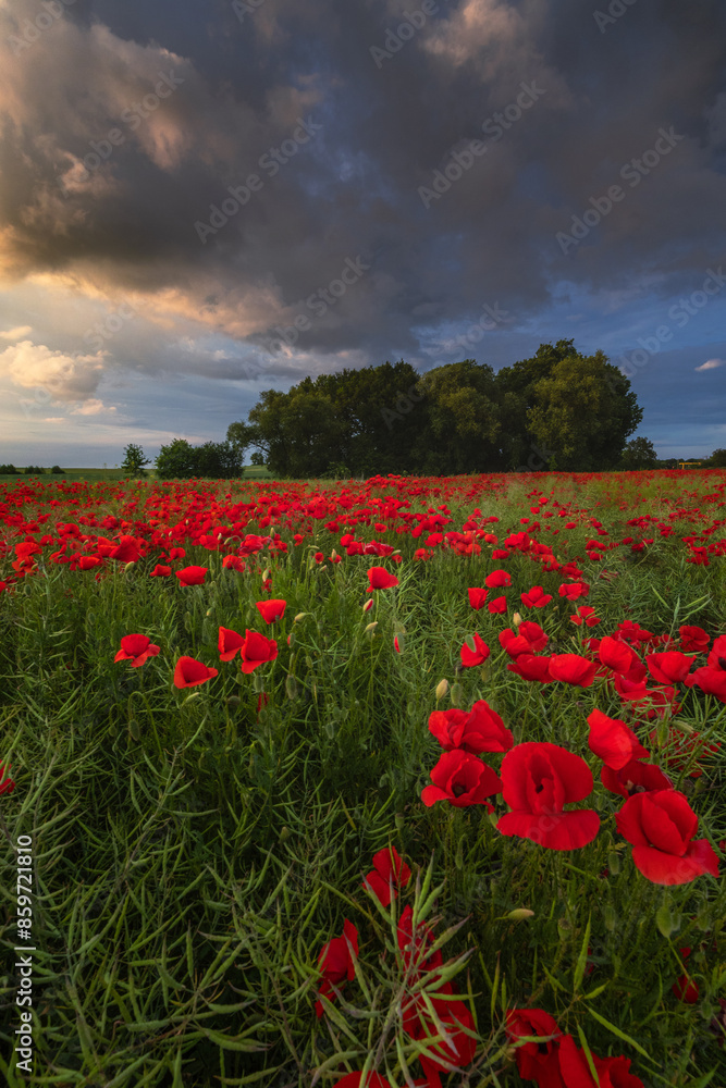 Polish landscape with poppies shows a vibrant field of red poppies swaying in the breeze, set against a backdrop of green meadows and distant hills, under a clear blue or softly clouded sky. Polish landscape with poppies shows a vibrant field of red poppies swaying in the breeze, set against a backdrop of green meadows and distant hills, under a clear blue or softly clouded sky.