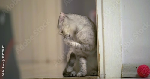 When a cute Scottish Fold house cat licks its body to clean itself