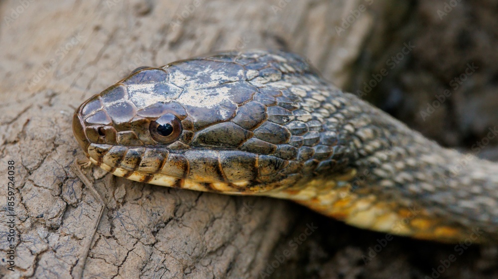 Head of Water Snake
