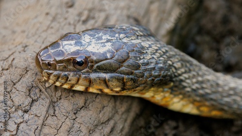 Obraz na płótnie Head of Water Snake w salonie