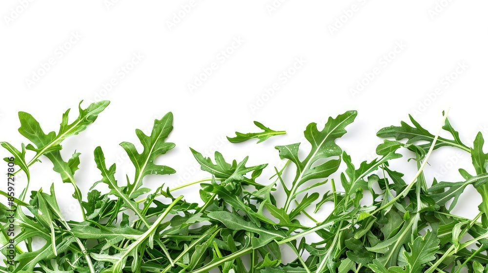 Fresh arugula on white background for design or text placement Fresh arugula on white background for design or text placement