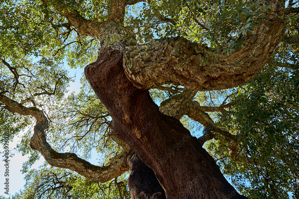Beautiful and crooked cork oak tree used for the production of traditional cork for wine bottles in the Alentejo region of Portugal. Beautiful and crooked cork oak tree used for the production of traditional cork for wine bottles in the Alentejo region of Portugal.