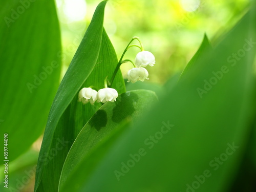 Lily of the vallay in the forest photo