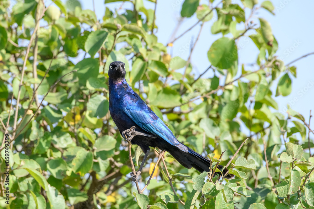 Fototapeta premium Starling on a branch