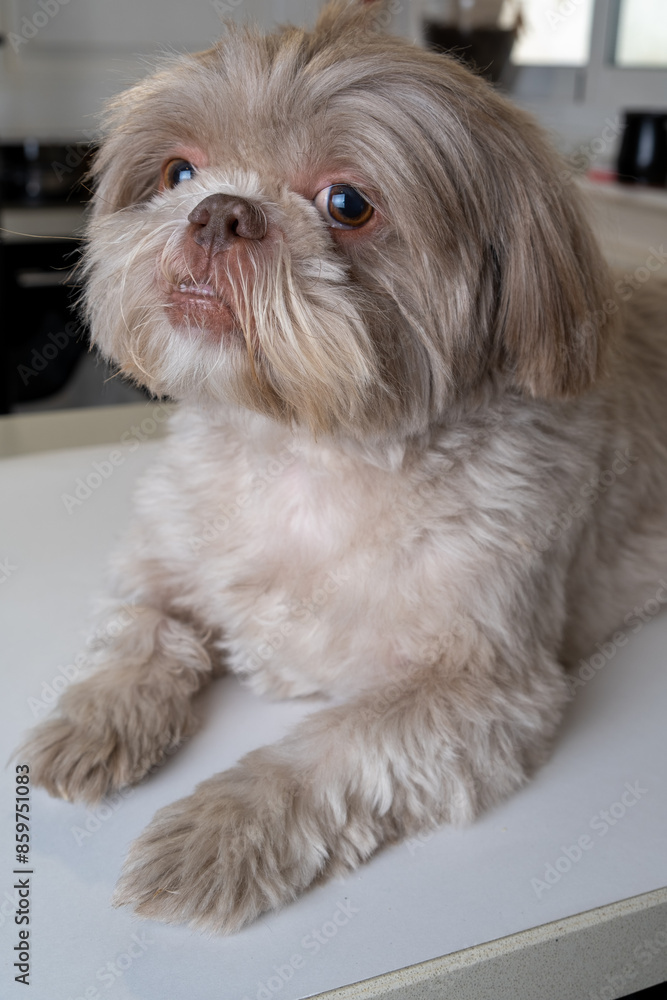 Captivating Shih Tzu Locking Eyes with the Camera. Mesmerizing Shih Tzu Making Eye Contact