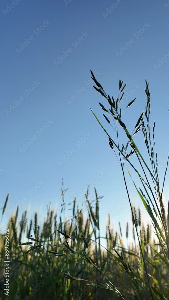 Golden wheat field illuminated by the setting sun under a clear blue sky, capturing the essence of summer and rural tranquility. Golden wheat field illuminated by the setting sun under a clear blue sky, capturing the essence of summer and rural tranquility.