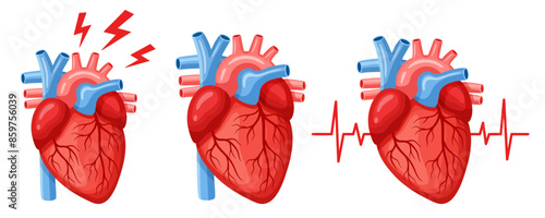 Heart human internal organ, cardiac muscle anatomy, heartache, cardiology medicine, heartbeat pulse. Cardiovascular attack disease treatment, medical cardiogram. Body blood system. Health care vector 